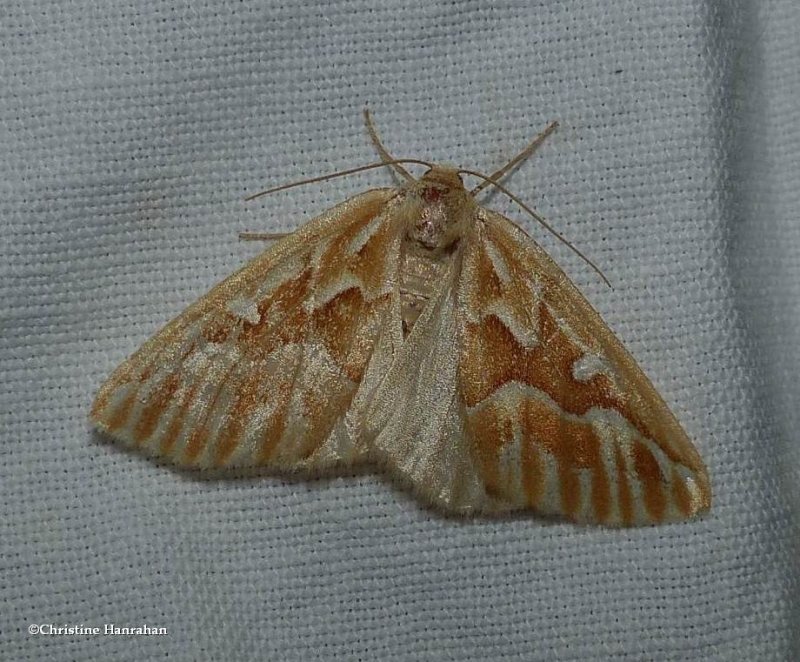 Northern pine looper moth (Caripeta piniata), #6864