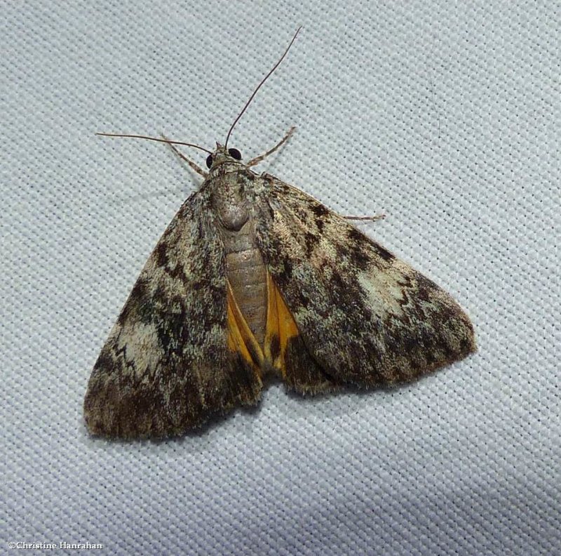 Little lined underwing moth  (<em>Catocala lineella</em>), #8878.1
