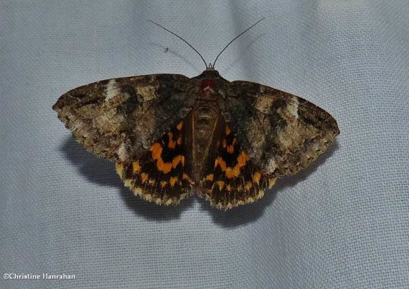 Locust underwing moth   (Euparthenos nubilis), #8719