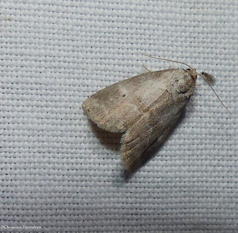 Dotted graylet moth (Hyperstrotia pervertens), #9037