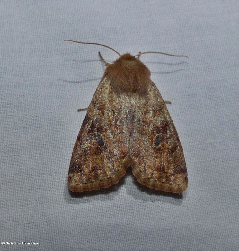 Ruby quaker moth (Orthosia rubescens), #10487