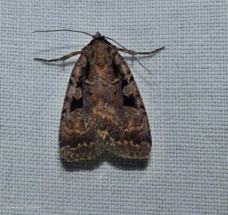 Two-spot dart moth (Eueretagrotis perattentus), #11008