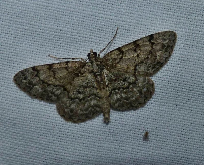 Porcelain gray moth (<em>Protoboarmia porcelaria</em>), #6598