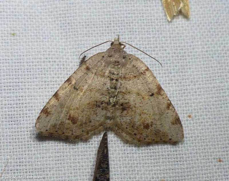 Geometrid moth (Macaria exauspicata), #6292