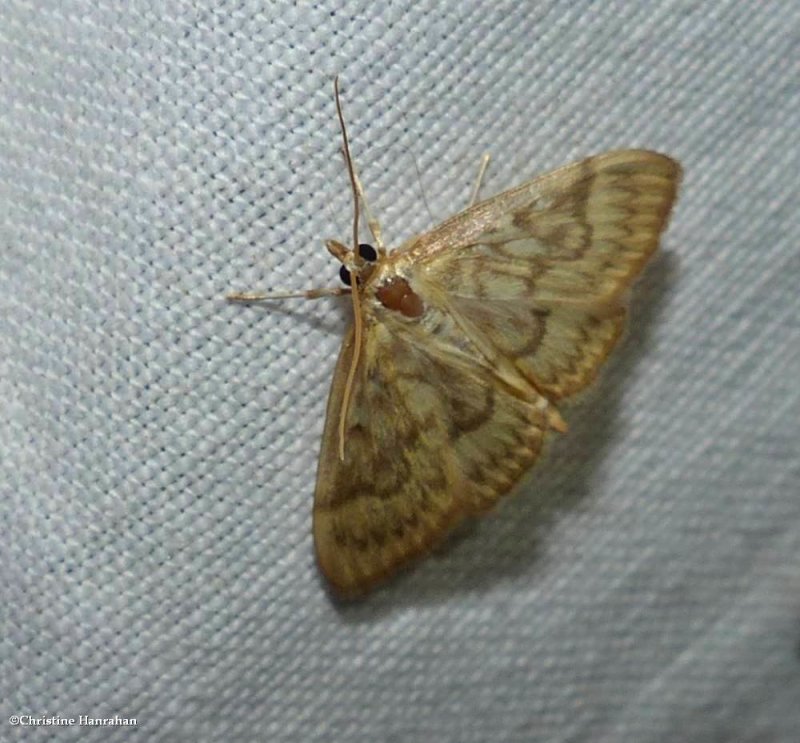 Sawtoothed crocidophora  moth (Crocidophora serratissimalis), #4944