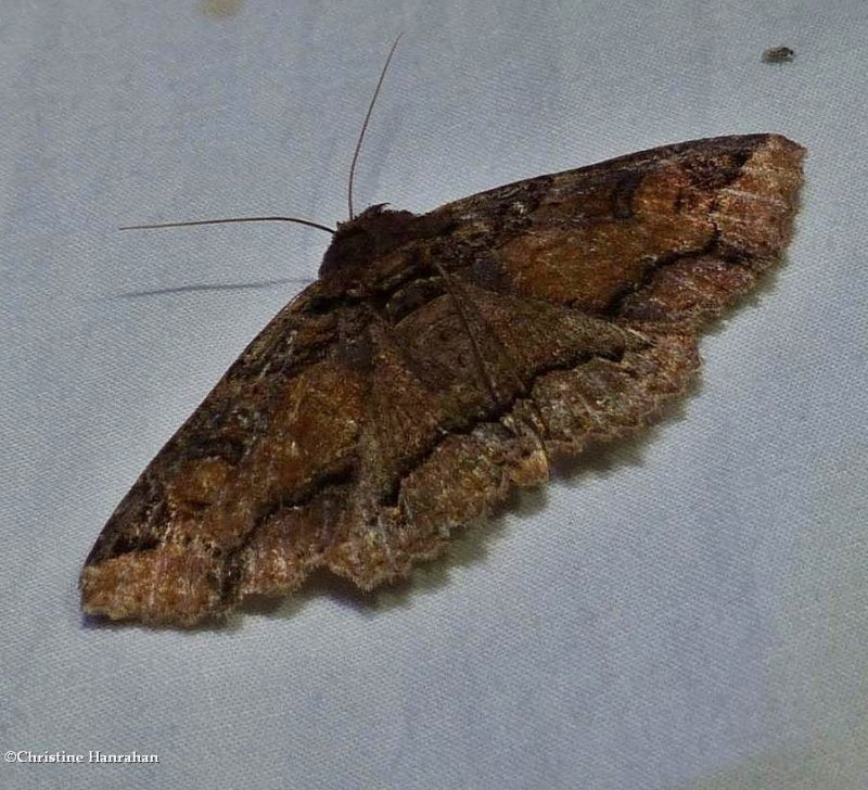 Colorful zale moth (Zale minerea), #8697