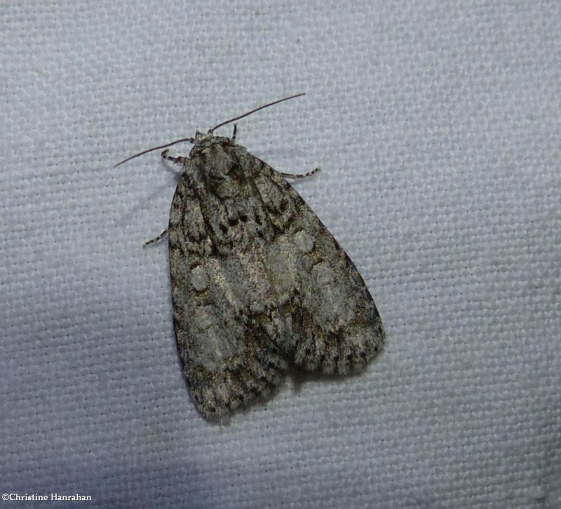 Maple dagger moth (Acronicta retardata), #9251