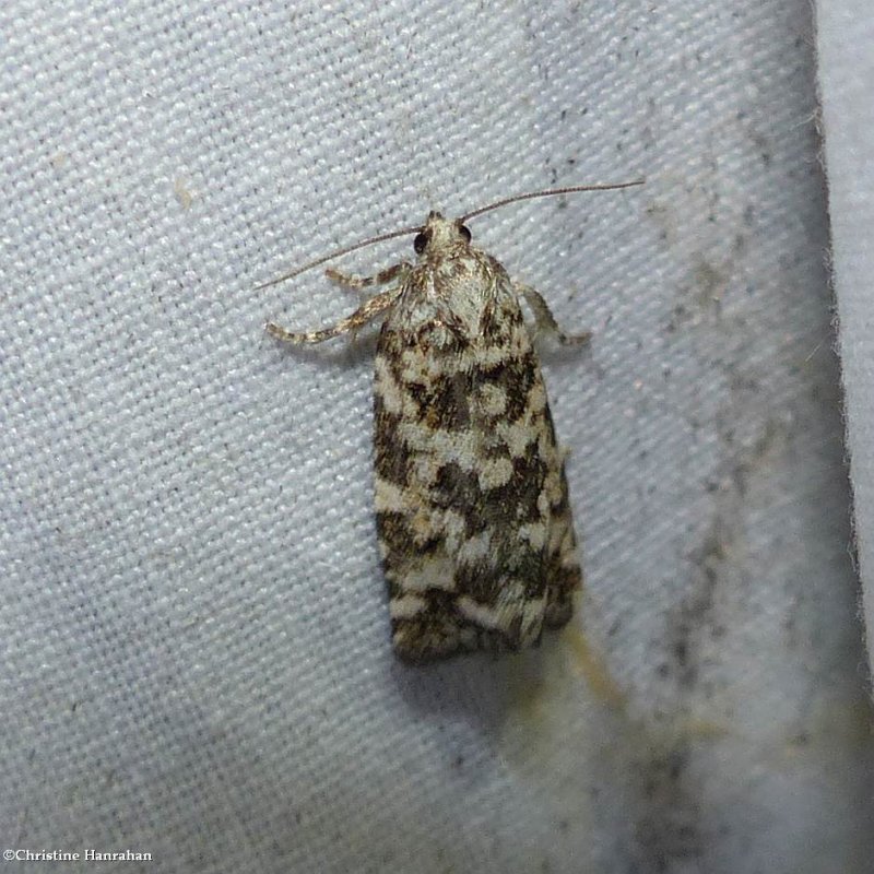 Spring spruce needle moth  (Archips packardiana),  #3667