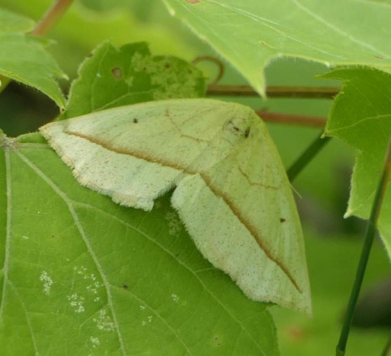 Confused eusarca moth (Eusarca confusaria) , #6941