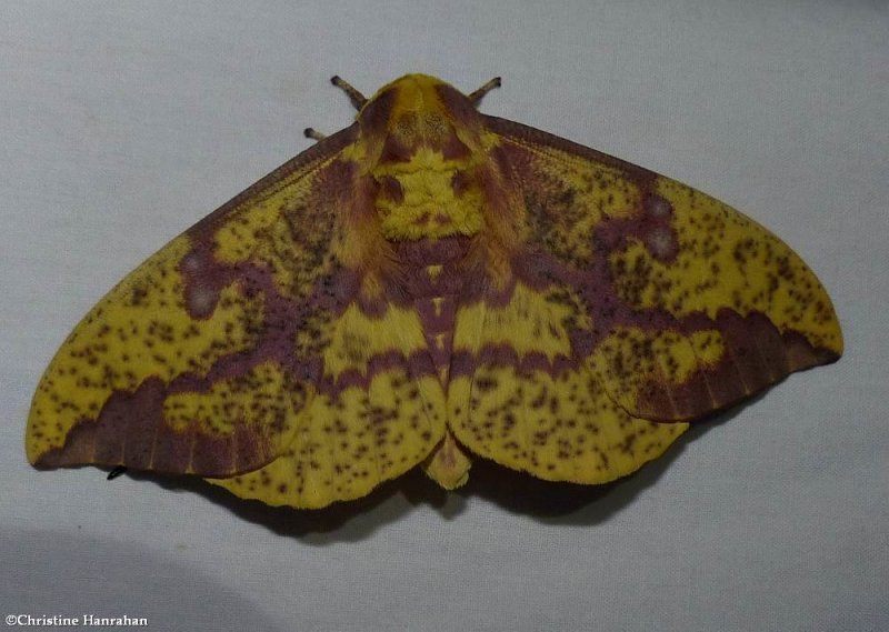 Pine Imperial moth (Eacles imperialis), #7704