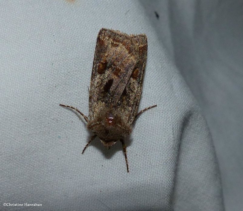 Willow dart moth  (Cerastis salicarum), #10996