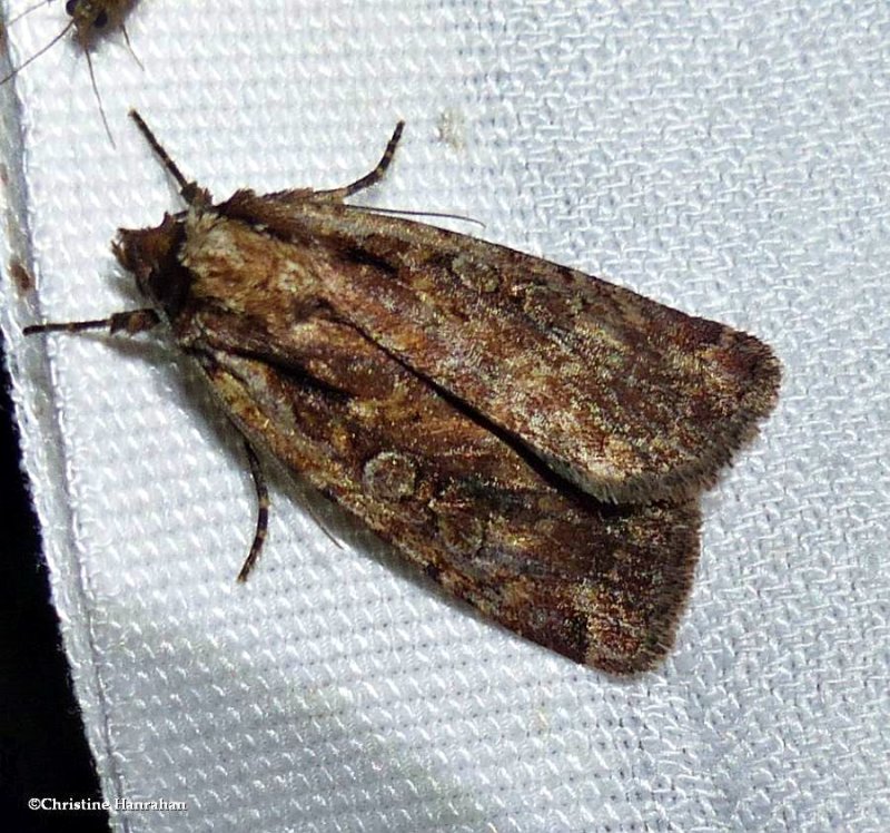 Attentive dart moth  (Eueretagrotis attentus), #11009