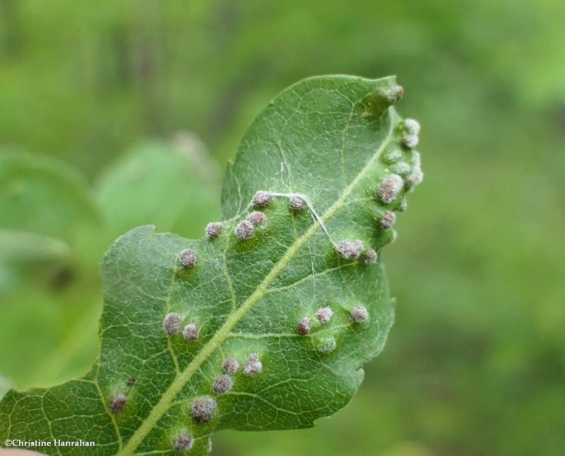 Willow bead gall mite (Aculus tetanothrix)