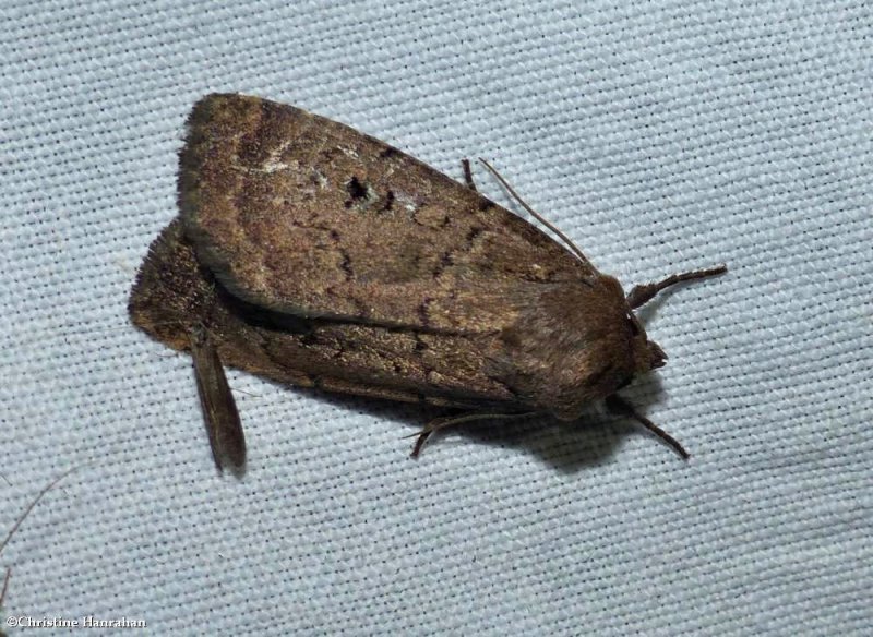Double dart moth (Graphiphora augur), #10928