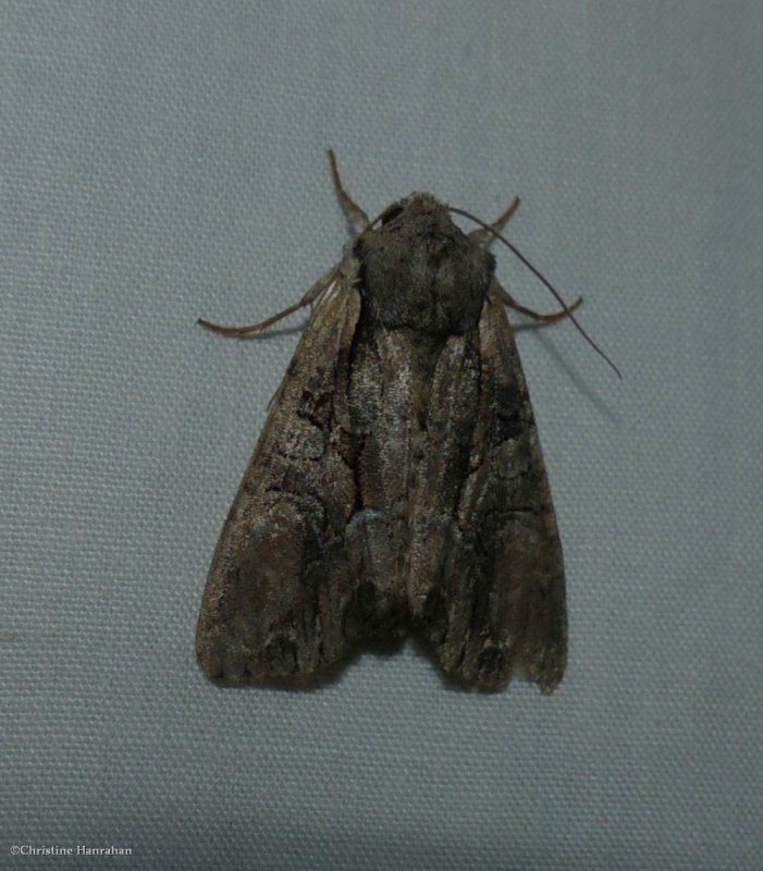 Speckled cutworm moth (Lacanobia subjuncta), #10299