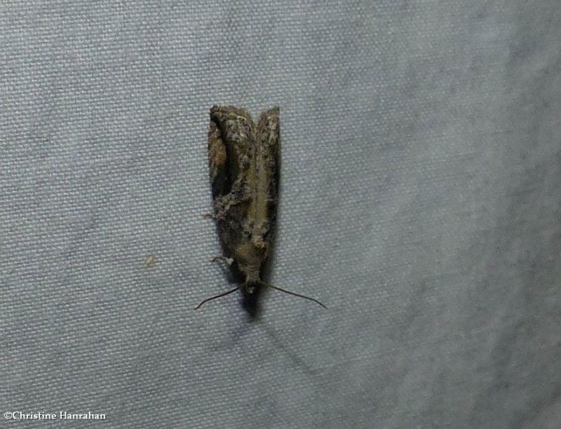 Black-crescent proteoteras moth (Proteoteras crescentana), #3233
