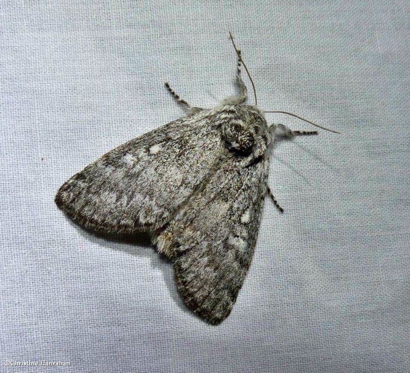 The laugher moth  (Charadra deridens), #9189