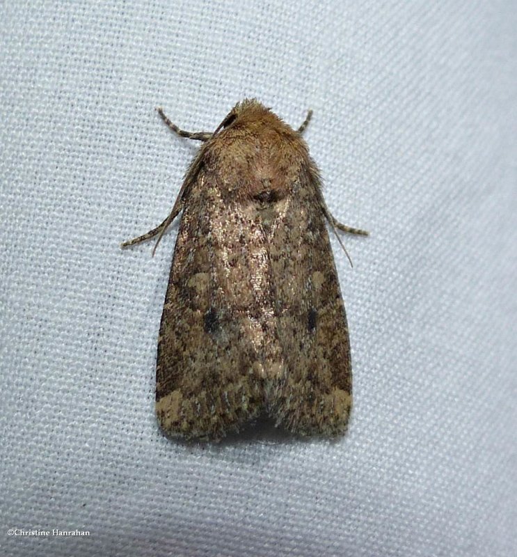 Northern scurfy quaker moth (Homorthodes furfurata), #10532