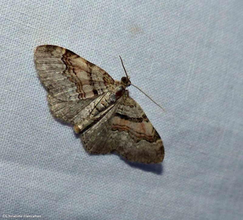 Labrador carpet moth  (Xanthorhoe labradorensis), #7368