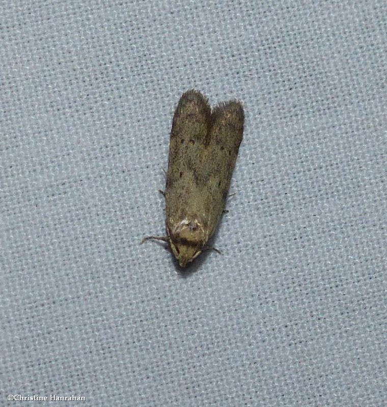 Scavenger moth (Blastobasidae)