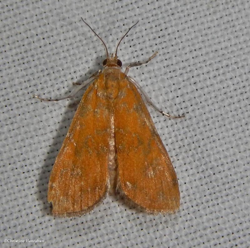 Waterlily borer moth (Elophila gyralis), #4751
