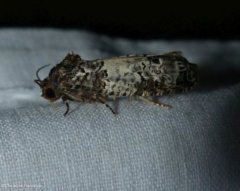 Gray-blotched epiblema moth  (Epiblema carolinana),  #3192