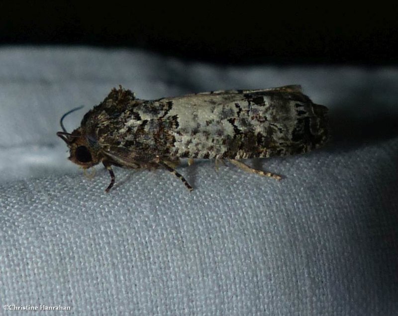 Gray-blotched epiblema moth  (<em>Epiblema carolinana</em>),  #3192