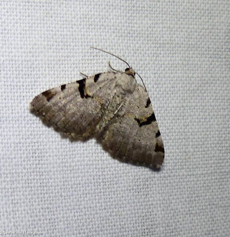 Split-lined angle moth  (Macaria bitactata), #6304