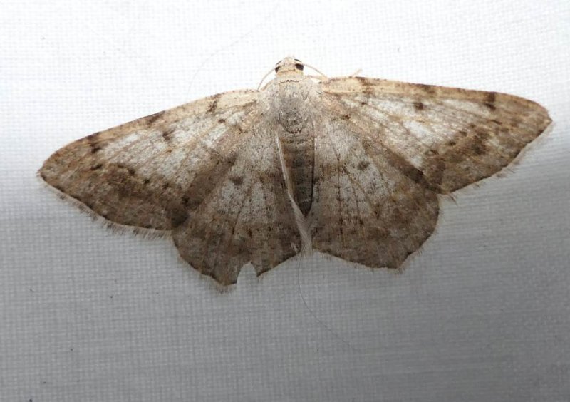 Faint-spotted angle moth  (Digrammia ocellinata, #6386