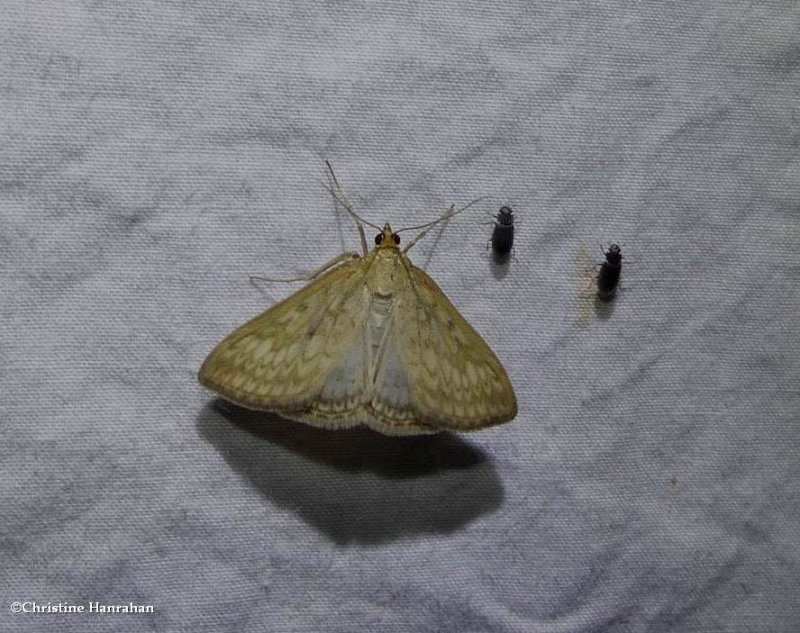 Dimorphic sitochroa moth  (Sitochroa chortalis), #4987