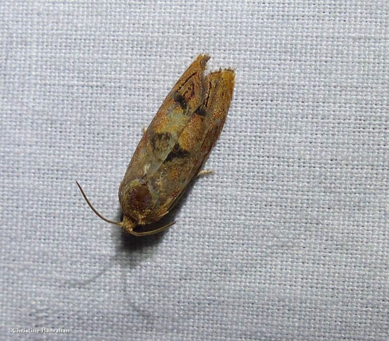 Filbertworm moth (Cydia latiferreana), #3449