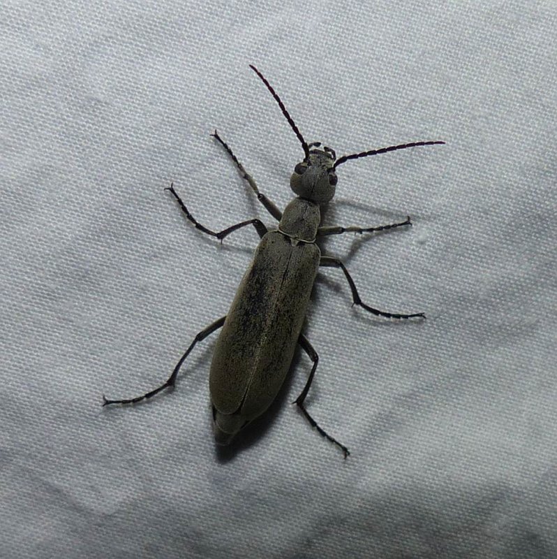 Ashgray blister beetle (Epicauta fabricii)