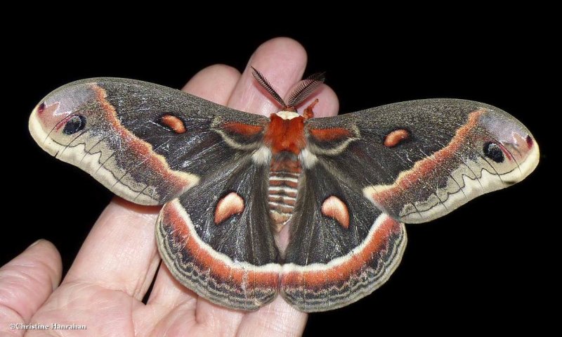 Cecropia moth (Hyalophora cecropia), #7767