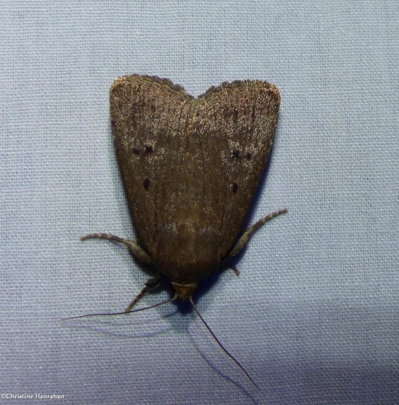 Smooth amphipyra moth  (Amphipyra glabella),  #9640