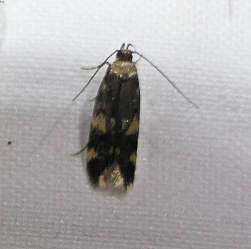 Four-spotted yellowneck moth (Oegoconia novimundi), #1134