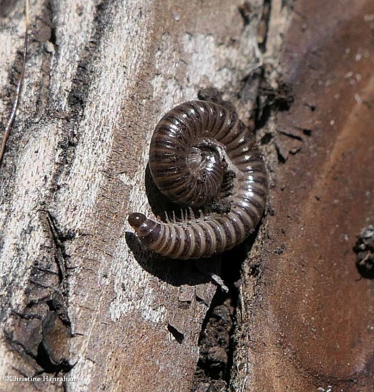 Millipede (Cylindroiulus)