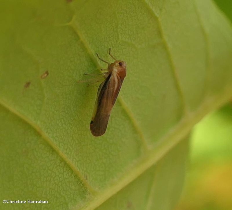 Derbid planthopper (Omolicna uhleri)