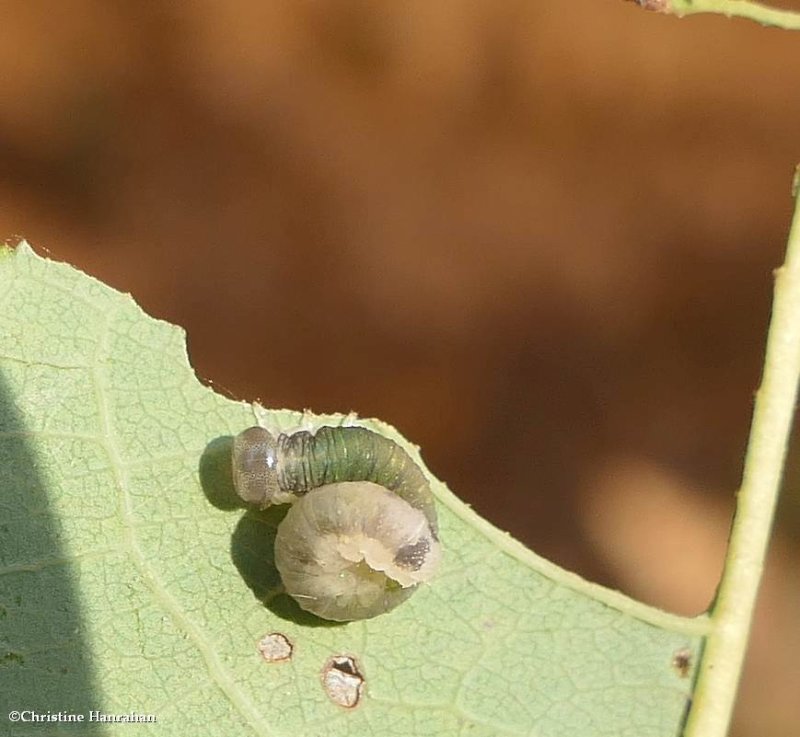 Sawfly larva (Family Tenthredinidae)