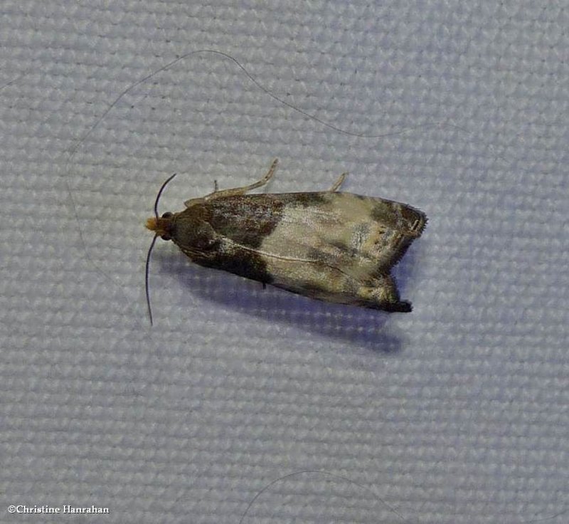 Yellow-faced bell moth (Notocelia cynosbatella), #3208.1