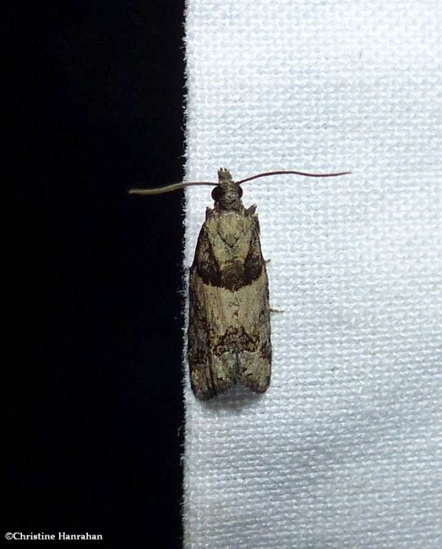 Red-striped needleworm moth (Epinotia radicana, #3269