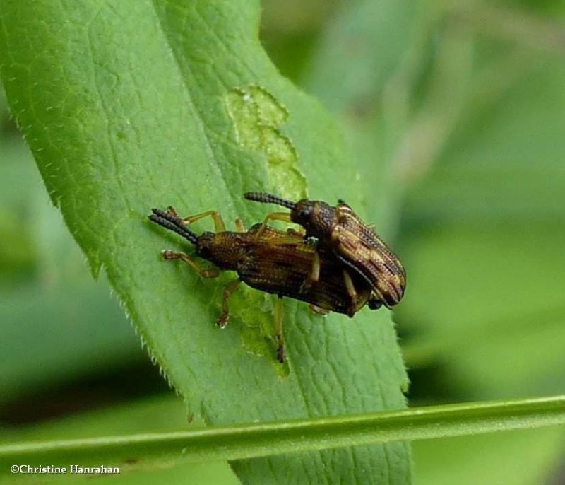 Leaf beetle (Sumitrosis inaequalis)