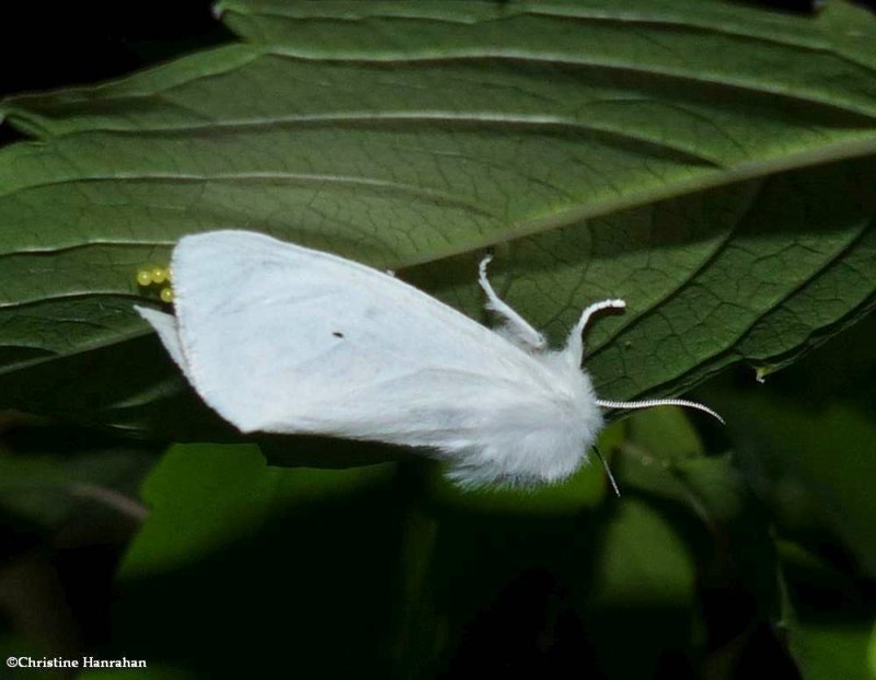 virginian tiger moth laying eggs (Spilosoma virginica) #8137