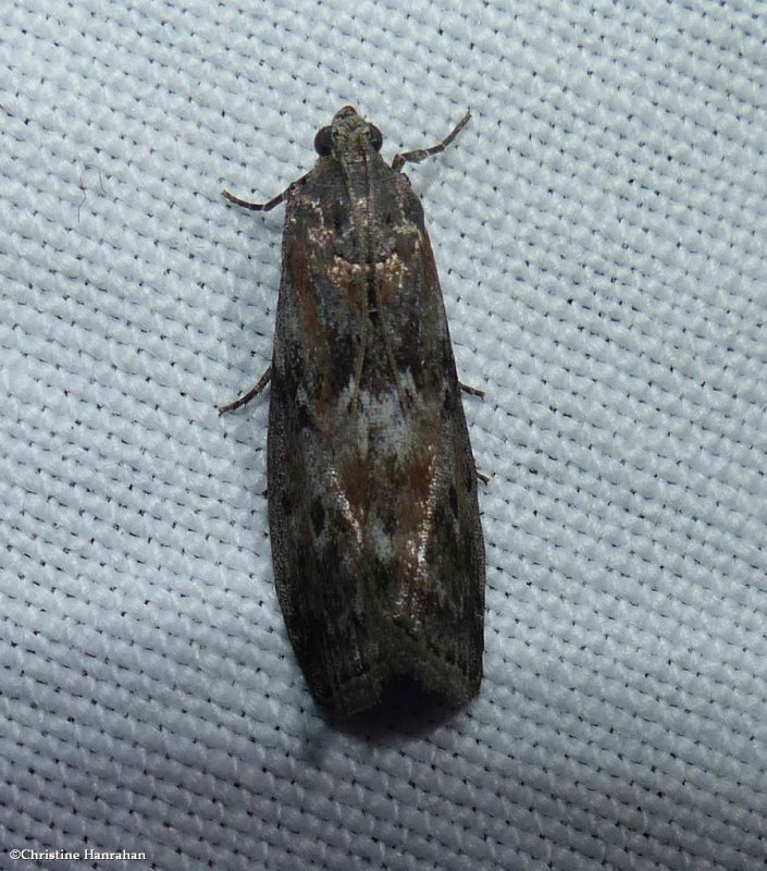 Black-spotted leafroller moth  (Sciota virgatella), #5797 