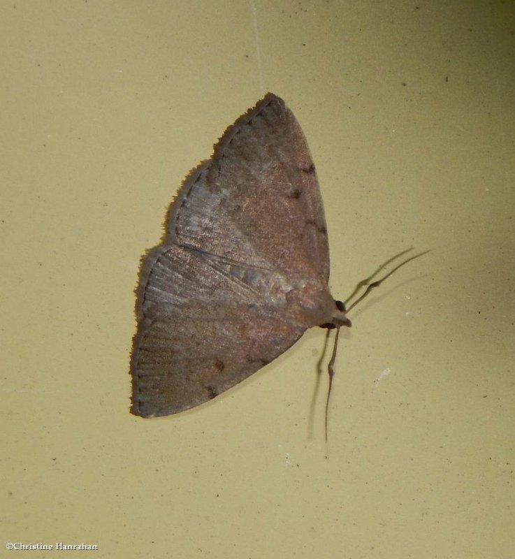 Complex fanfoot moth  (Zanclognatha protumnusalis), #8349