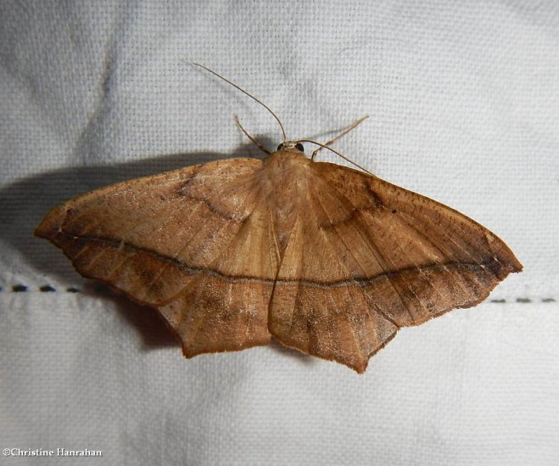 Curve-toothed geometer moth  (utrapela clemataria), #6966