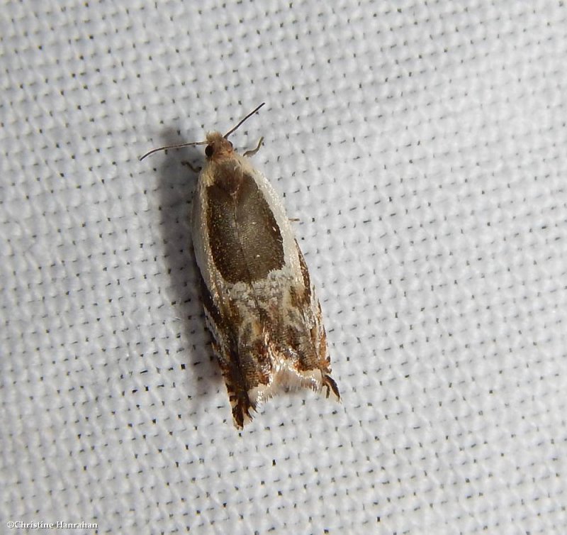 Tortricid moth (Ancylis)