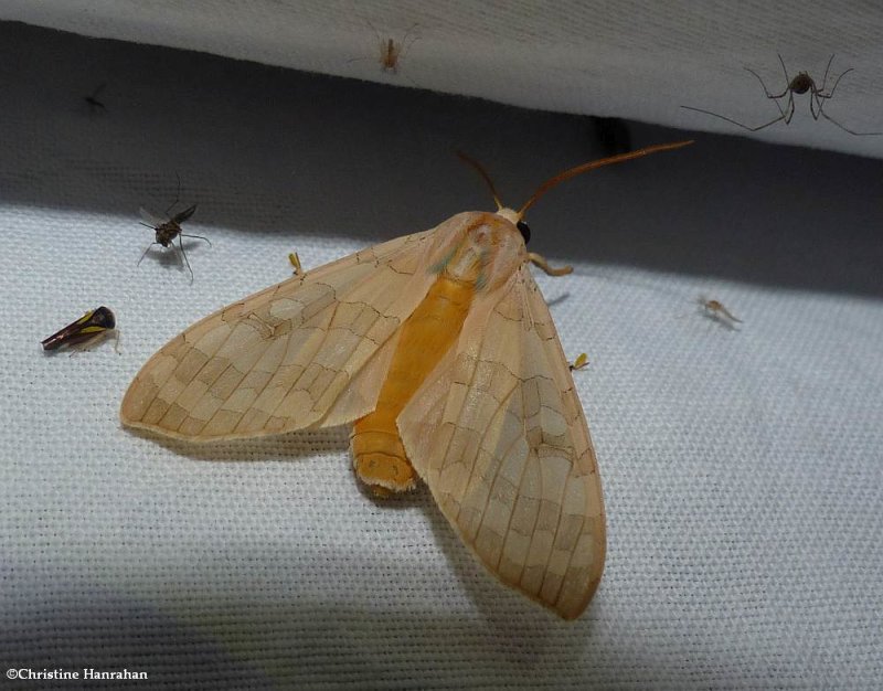 Banded tussock moth  (<em>Halysidota tessellaris</em>), #8203