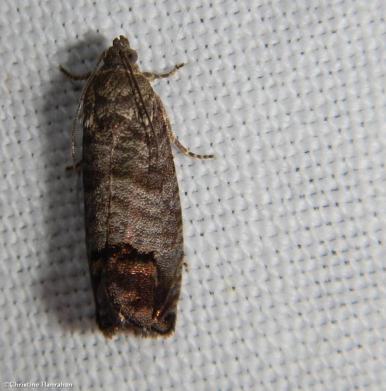 Codling moth (<em>Cydia pomonella</em>), #3492