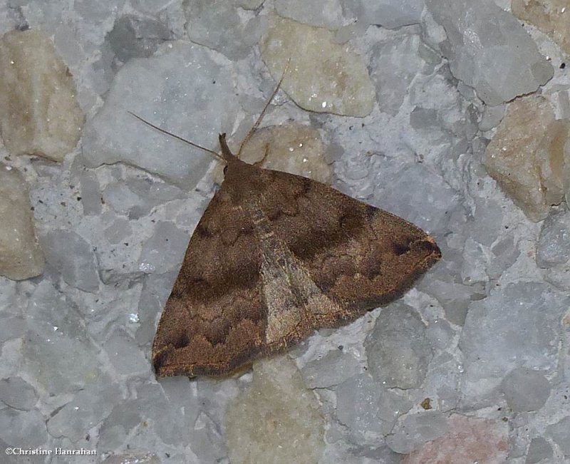 Dark Phalaenostola Moth  (Phalaenostola eumelusalis), #8363