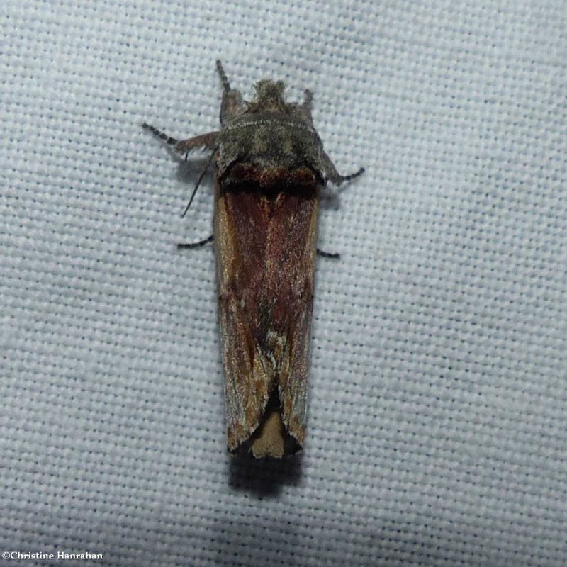 Red-humped  caterpillar moth (schizura concinna), #8010